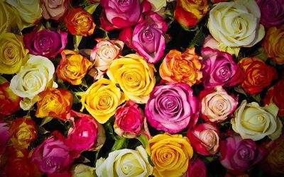 Welche Rose soll ich für eine Beerdigung wählen? – Rose für Beerdigung