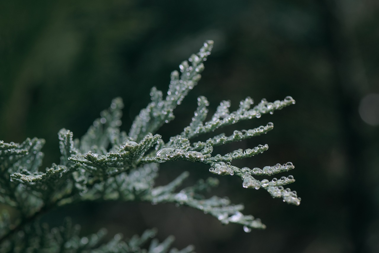 conifer-6966140_1280 bestattung kalender wien