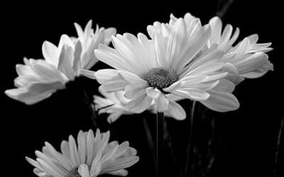 Grabpflege Preisliste Welche Rose soll ich für eine Beerdigung wählen? – Rose für Beerdigung